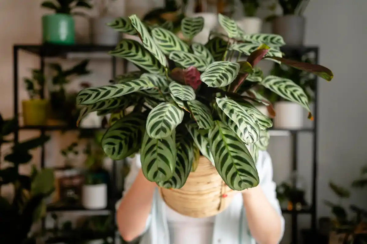 popular houseplants in modern Dutch apartments 2025