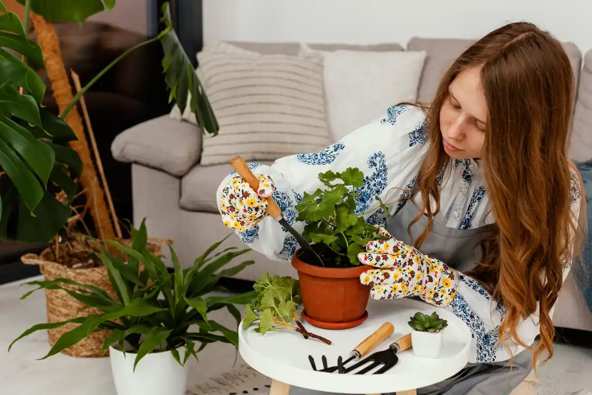 over-fertilized indoor plant Dutch household