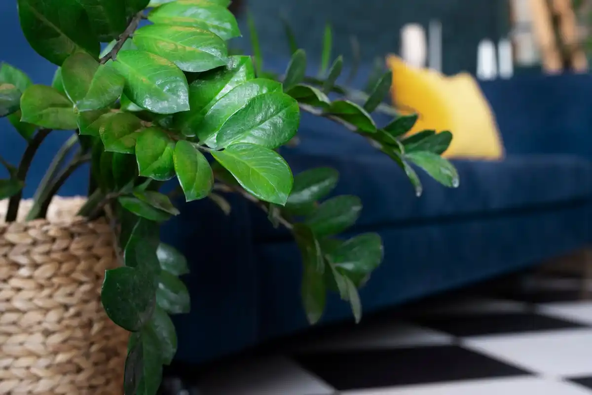 Dutch indoor plants with natural light and minimal fertilizer