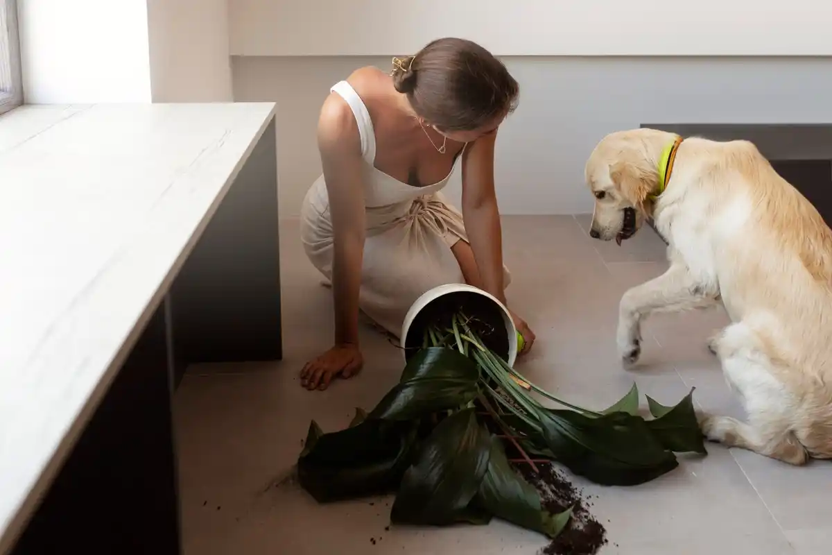 coffee grounds banana peel houseplant rescue