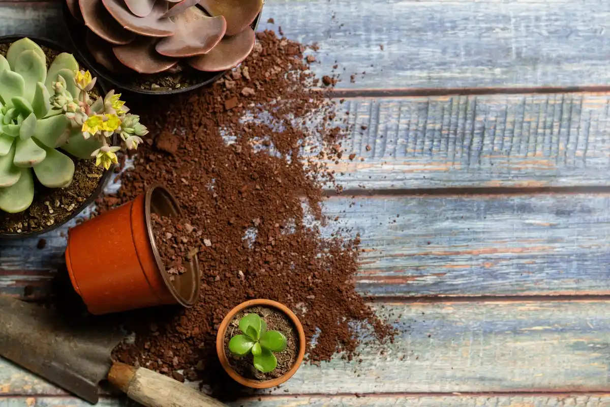 coffee grounds on soil with houseplant