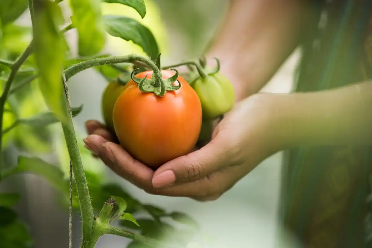 tomato seedlings early planting mistake netherlands