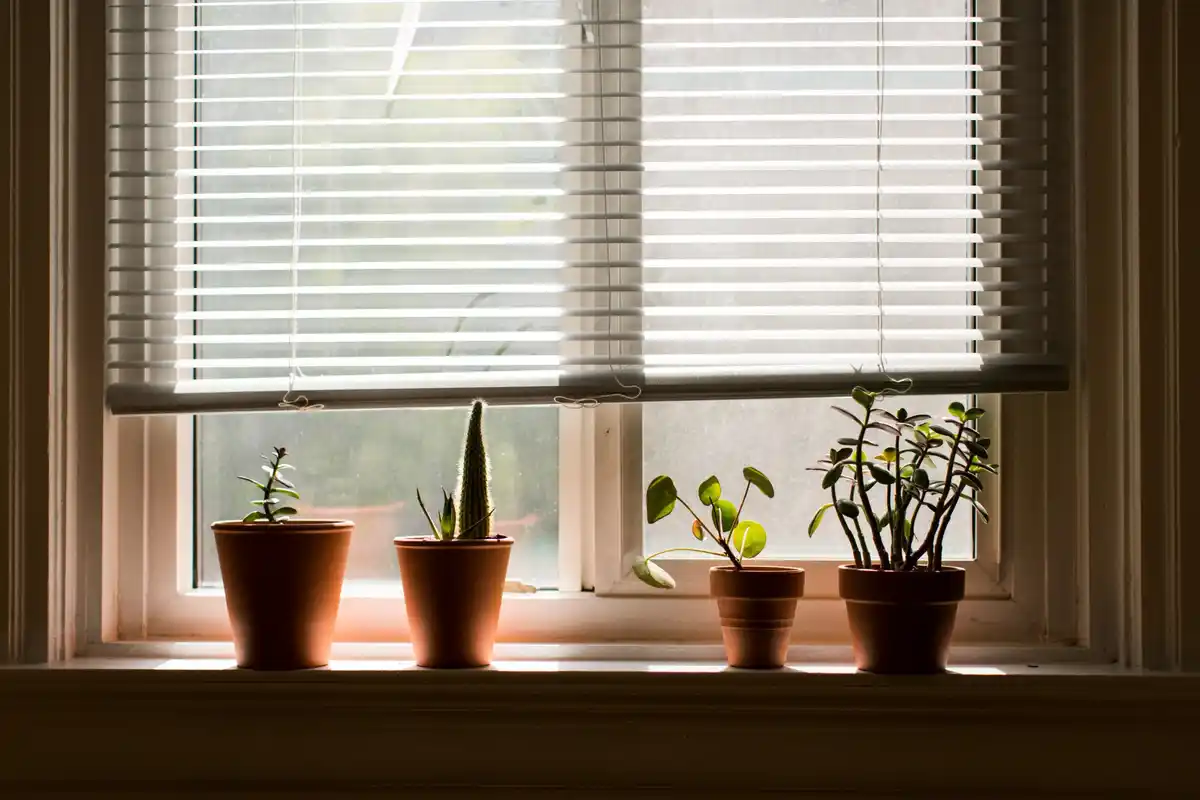 tomato seedlings february window sill netherlands