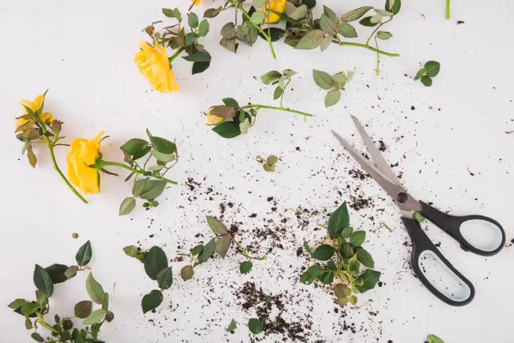 damaged plant from bad pruning shears