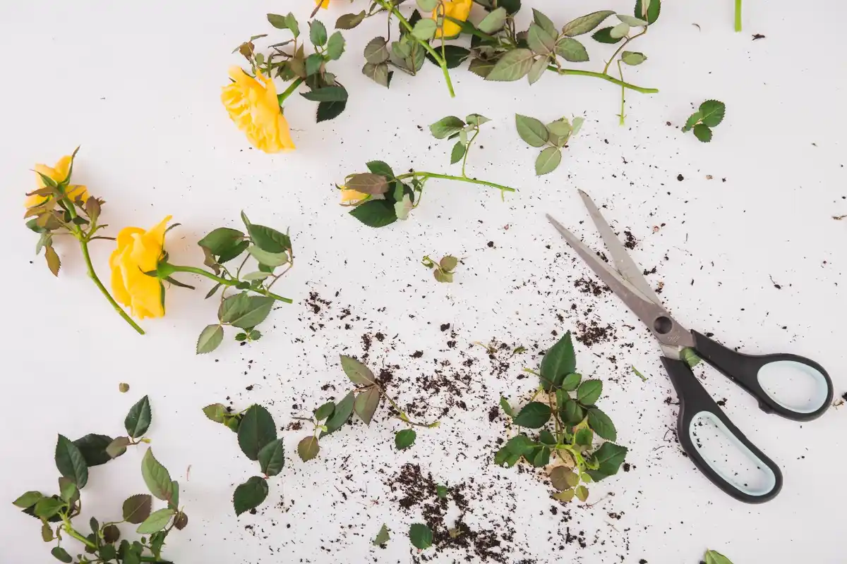 damaged plant from bad pruning shears