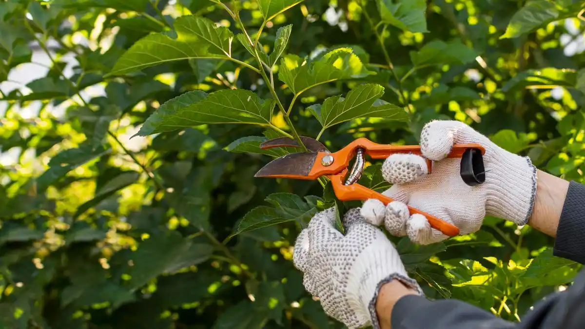 dull garden shears damaging plant closeup