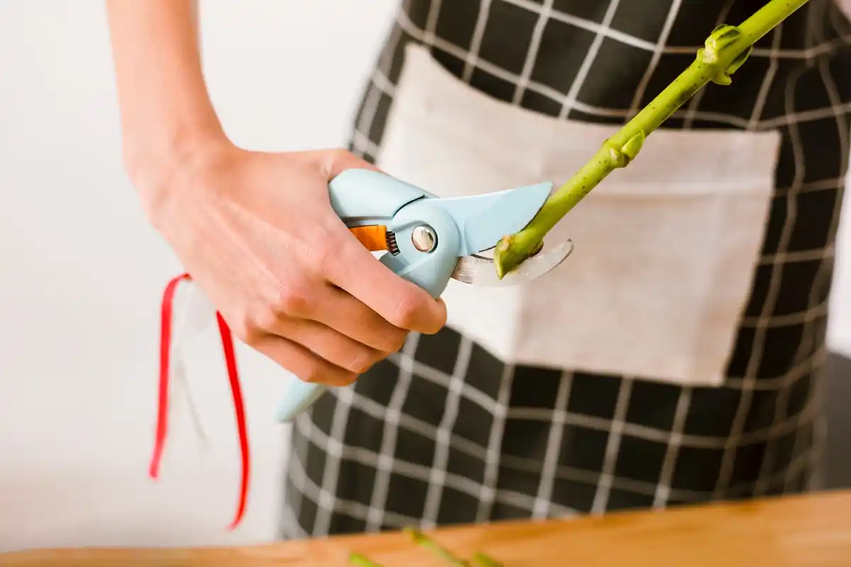 professional Japanese pruning shears on wooden table
