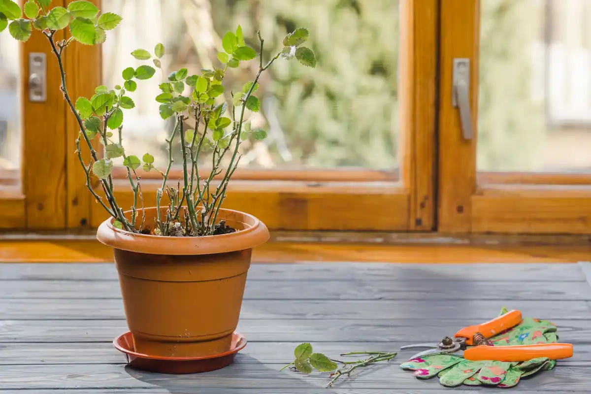 plastic pots for seedlings on windowsill