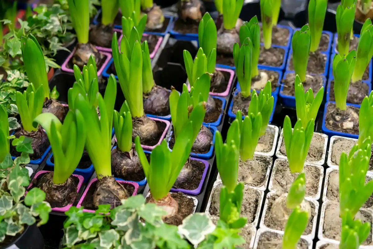 dutch allotment garden with young seedlings