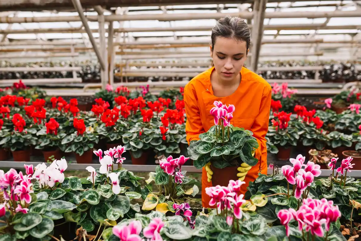 elderly dutch woman gardening greenhouse tunnel