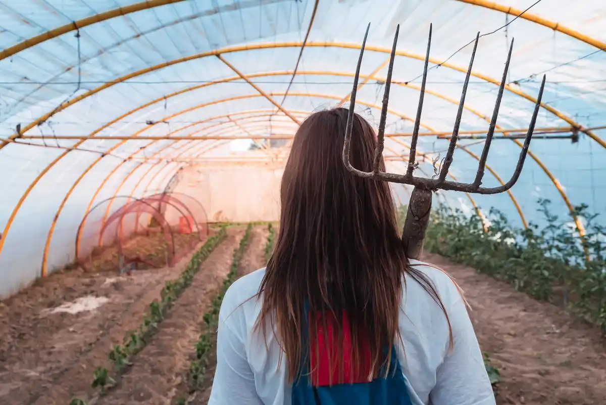 vegetable harvest under homemade greenhouse tunnel
