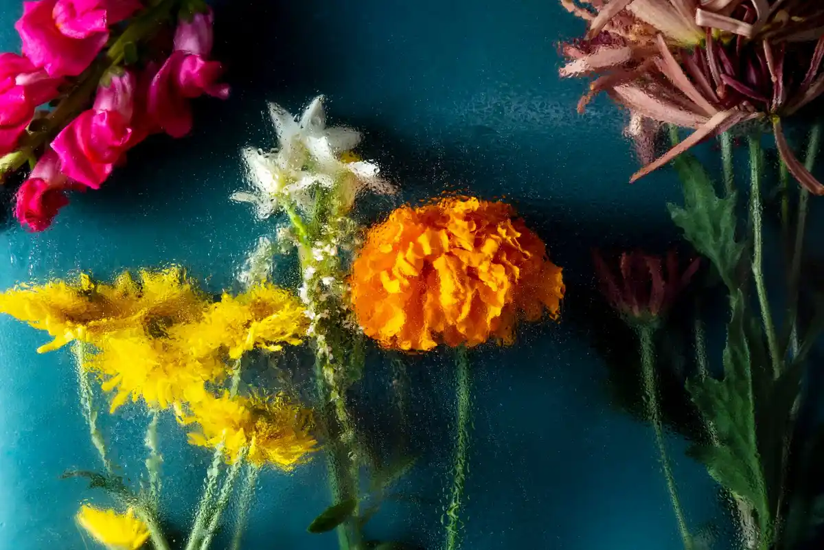 close up of wilting and fresh flowers side by side