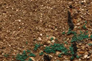 damaged garden soil from synthetic fertilizer netherlands