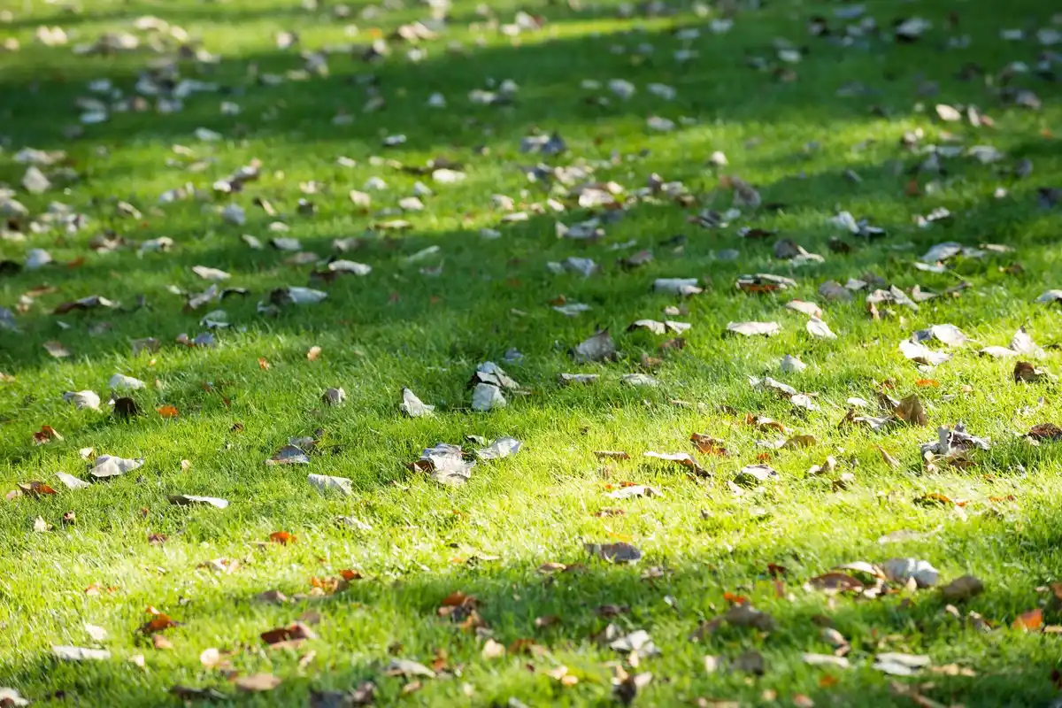 overuse of artificial fertilizer in garden netherlands