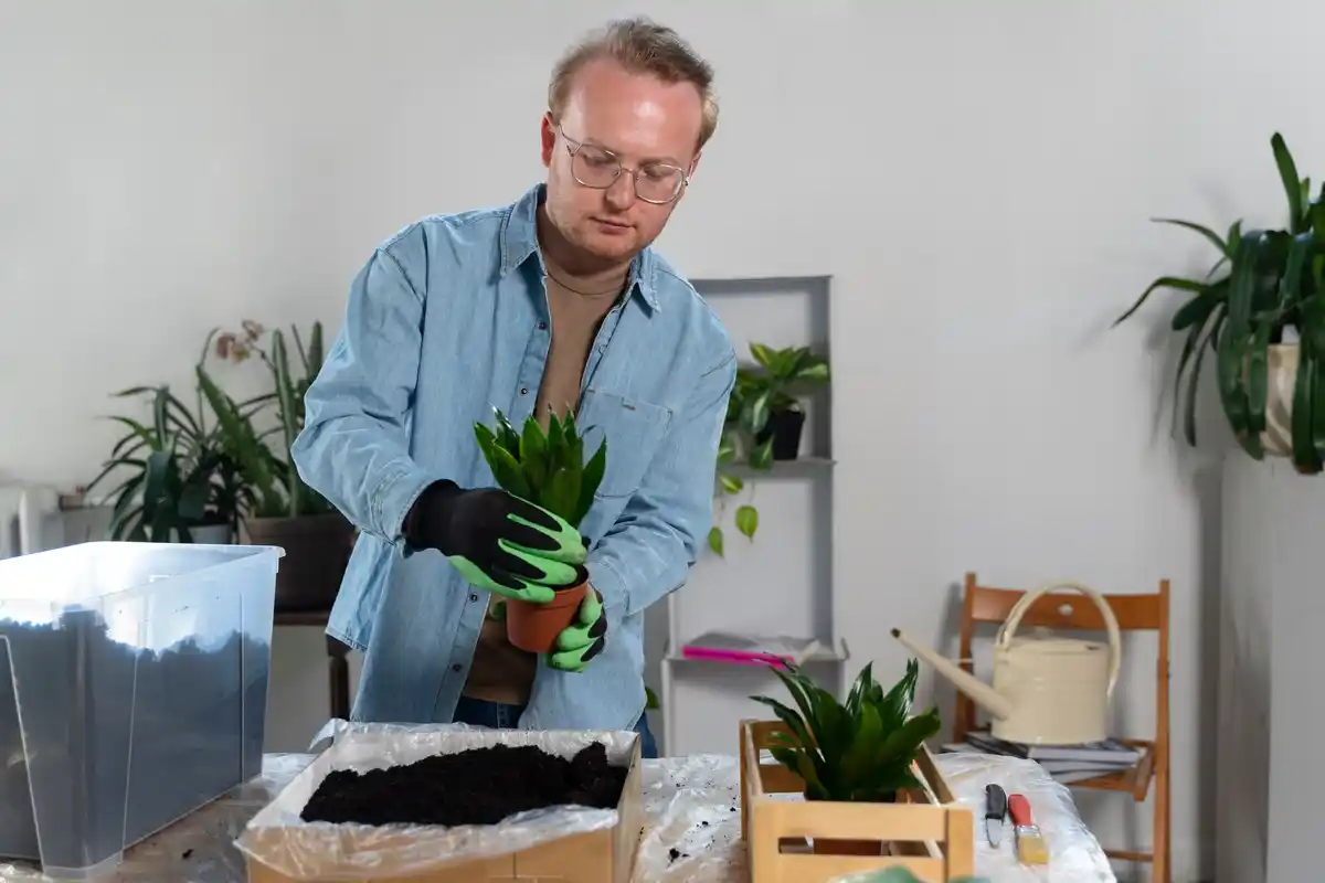 elderly man vertical garden hands planting