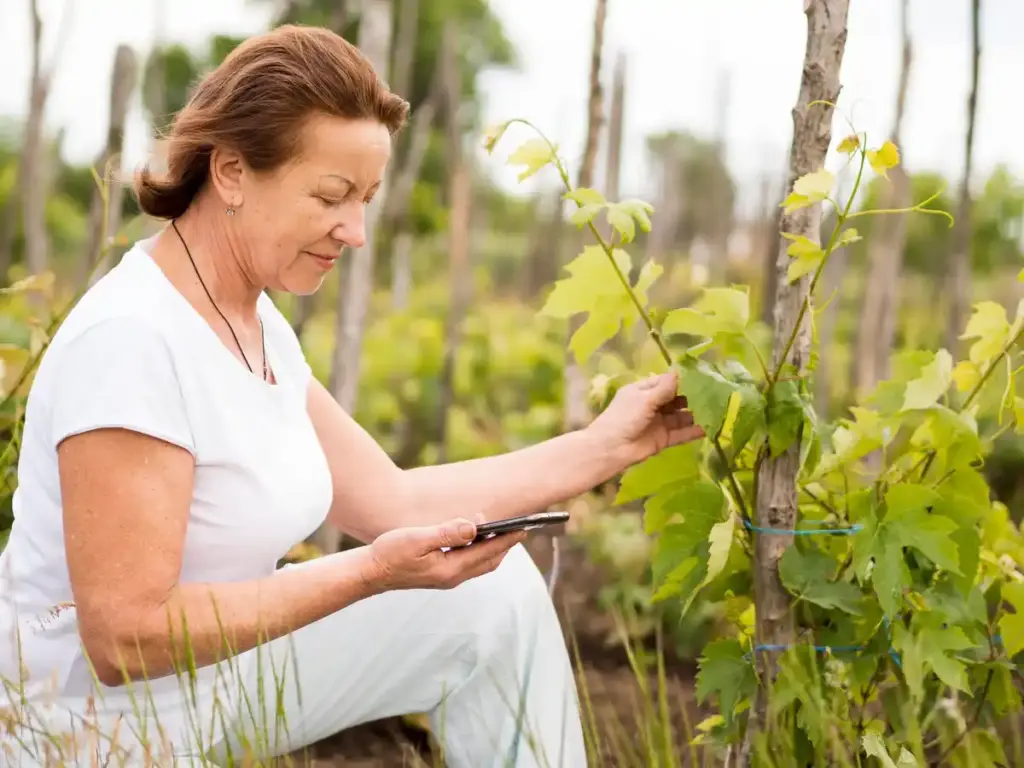 elderly vineyard owner dutch netherlands garden grapevines