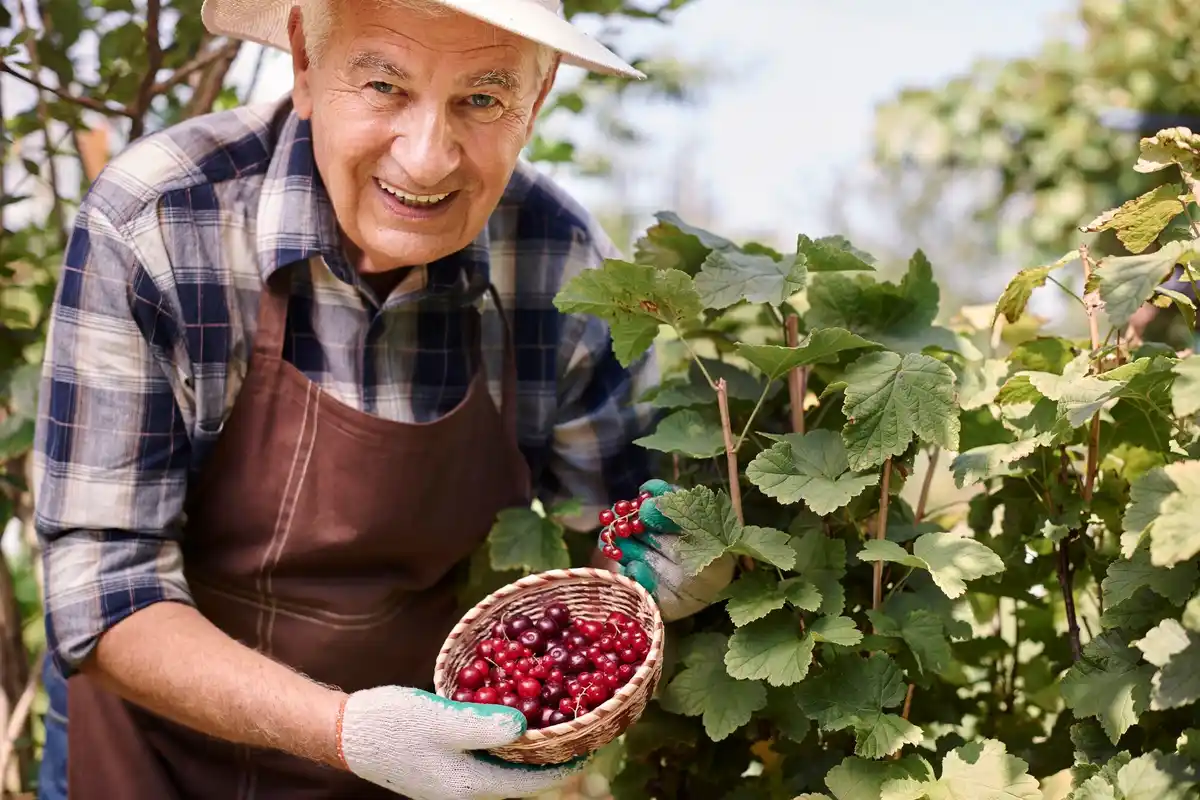 elderly dutch man planting grapevines garden