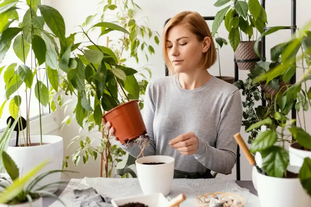 coffee grounds in houseplants dutch home