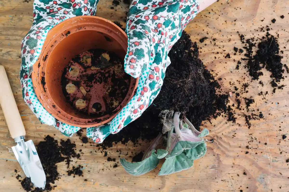 used coffee grounds in plant soil amsterdam home