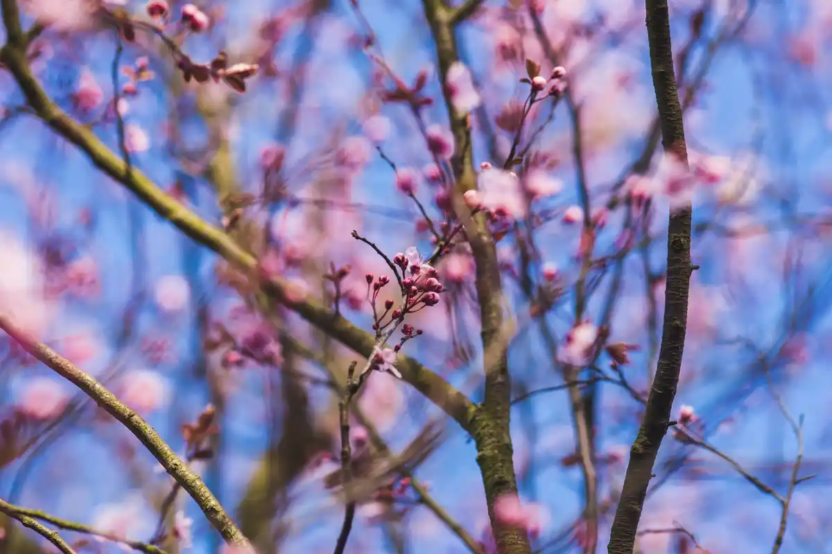 feng shui plum tree in Dutch garden