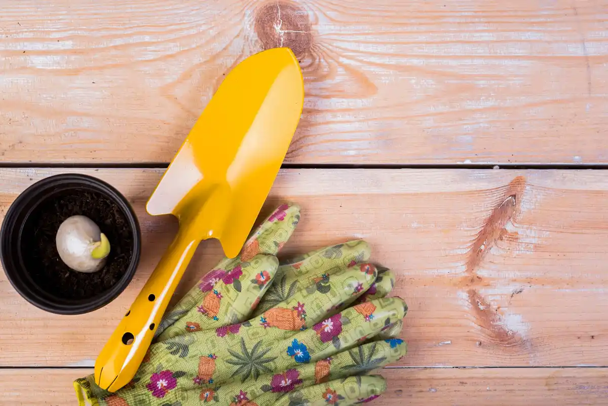 close-up of vintage garden hoe and Dutch vegetables