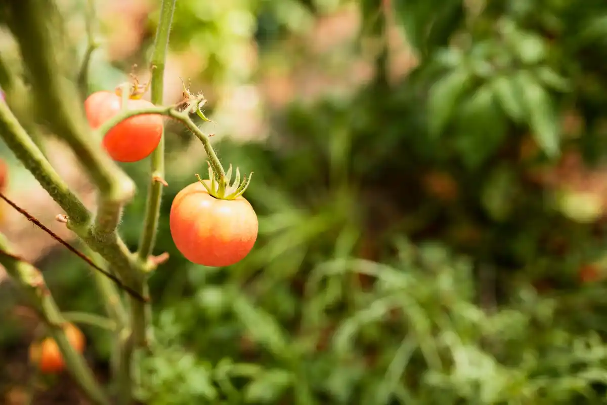 giant tomato plants with banana peels Dutch garden