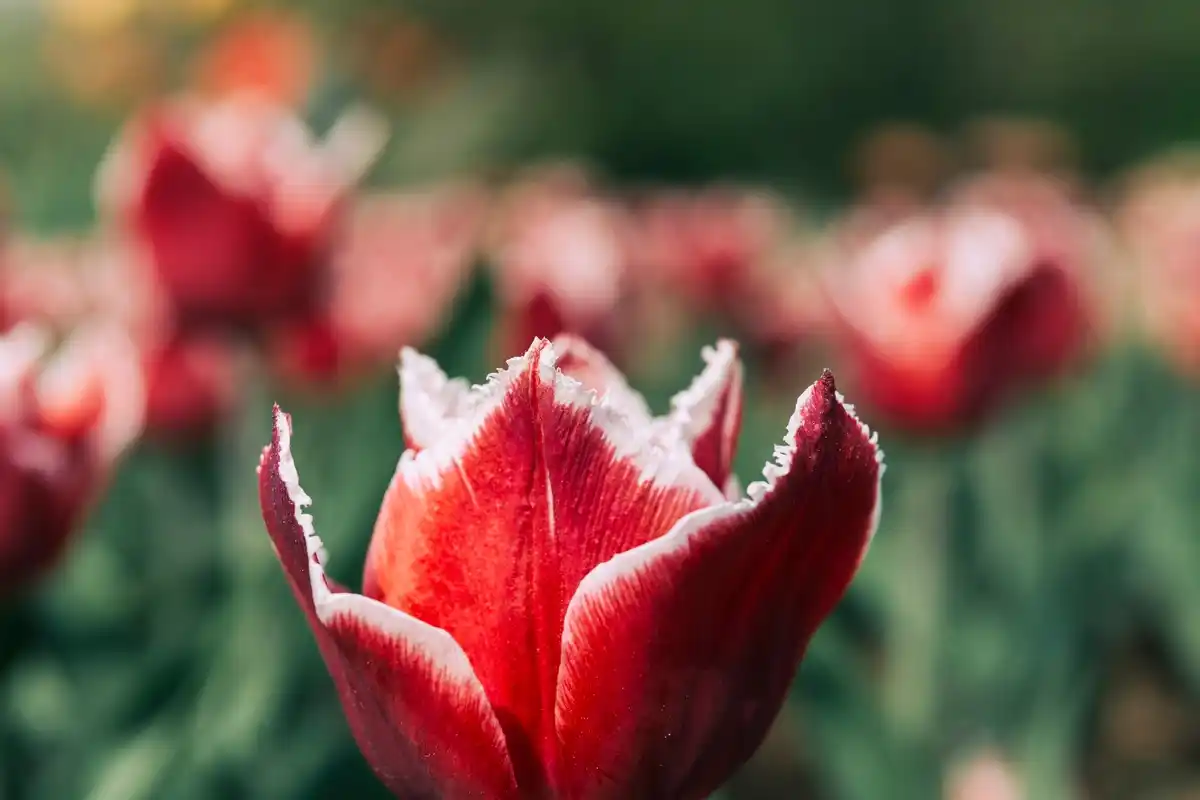 tulip bulbs in autumn Dutch garden close up