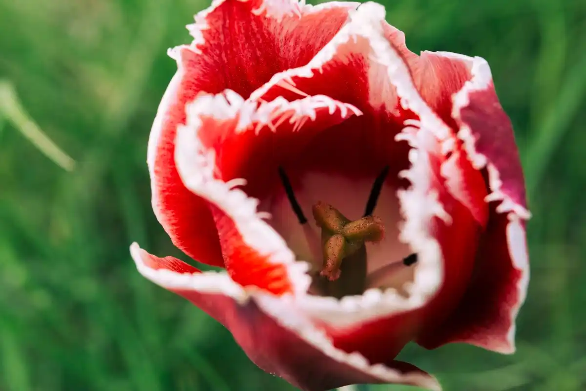 Dutch tulip bulbs autumn garden close up