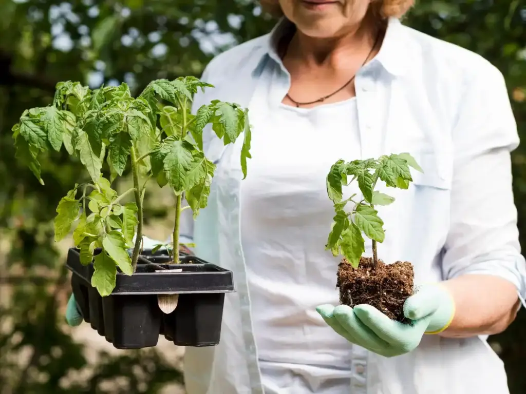 dutch greenhouse tomato problems summer 2024