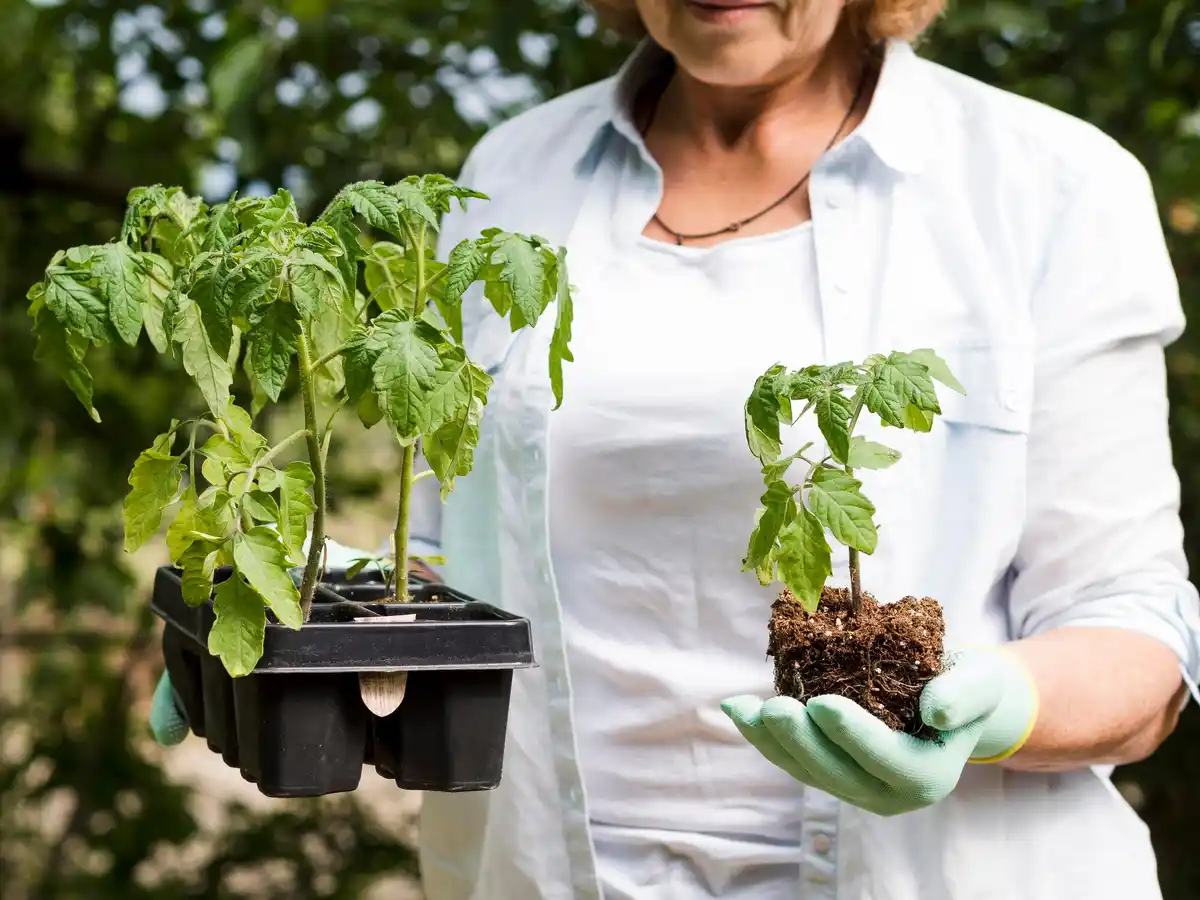 dutch greenhouse tomato problems summer 2024