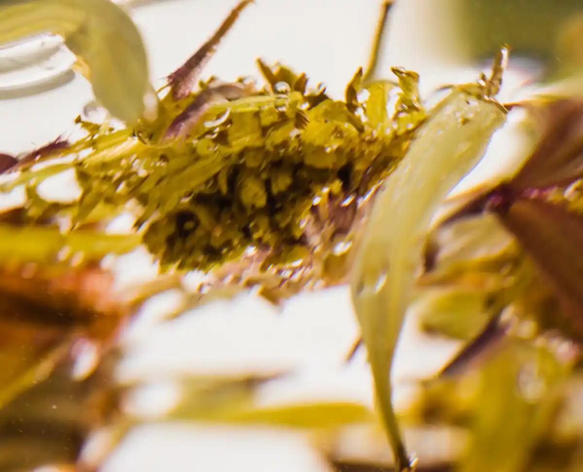 dutch tomato plants with mold problems in greenhouse
