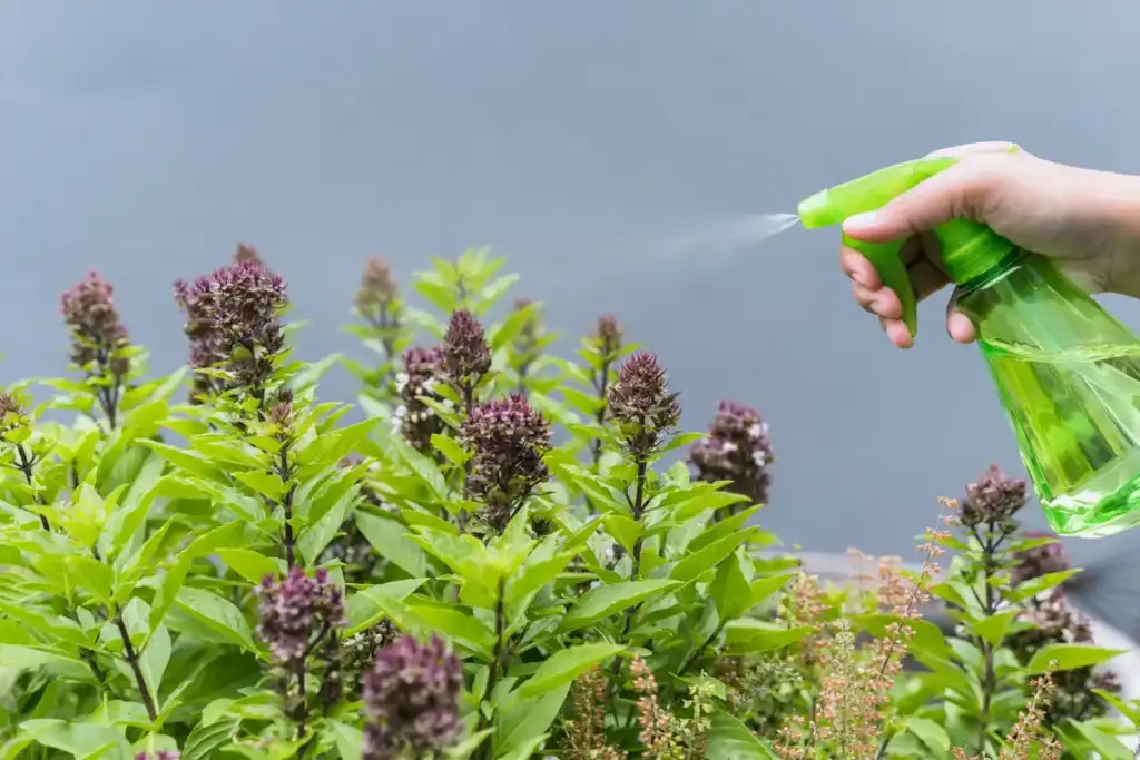 Dutch garden spraying milk on aphids close up