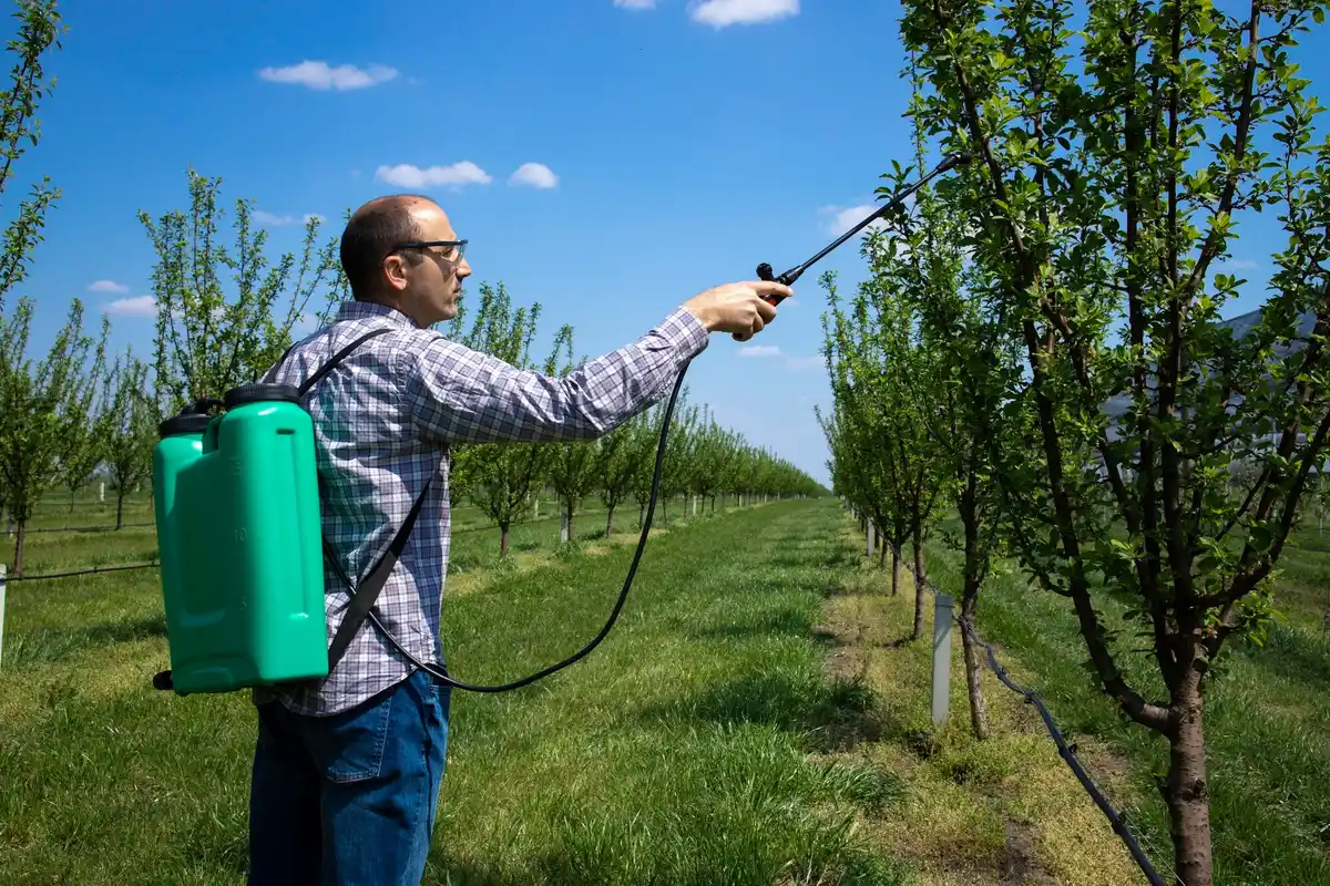Dutch milk spray against aphids in home garden