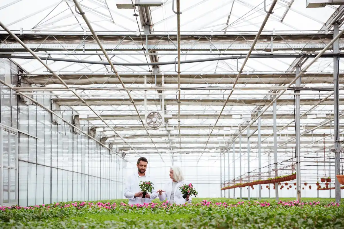 Dutch greenhouse ventilation system innovation