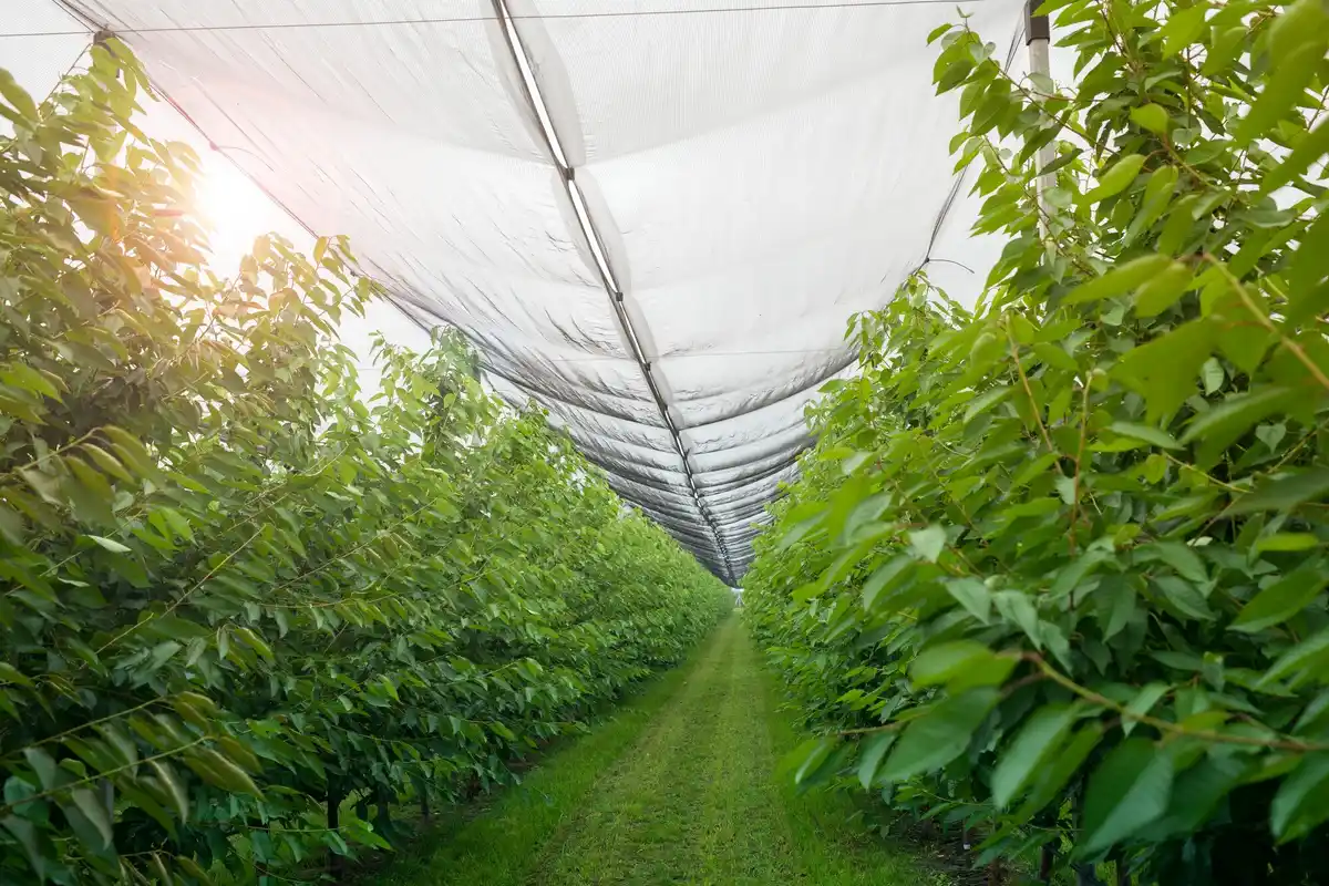 Dutch tomato greenhouse energy efficient ventilation