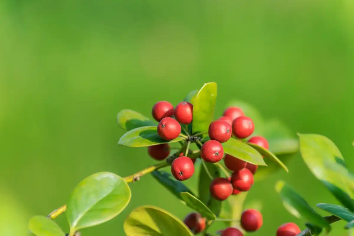 coffee grounds around fruit tree netherlands