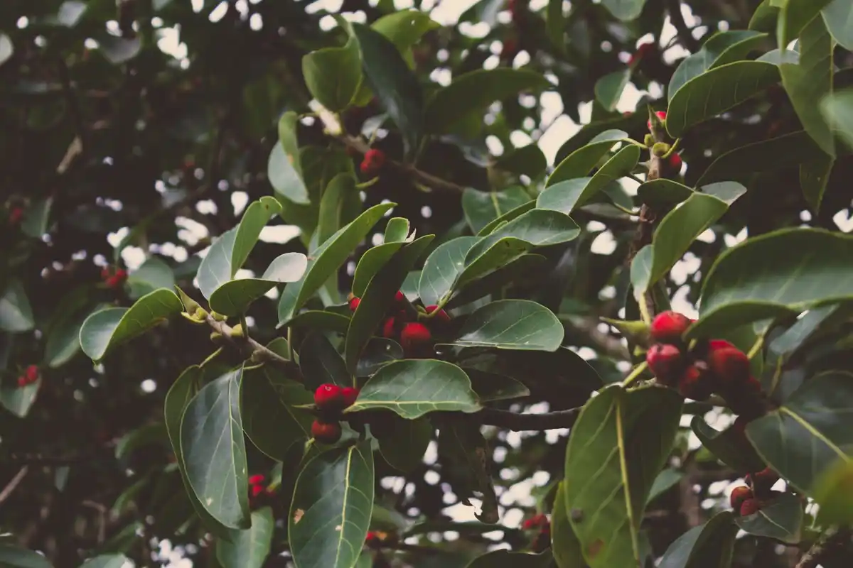 coffee grounds on soil around fruit tree