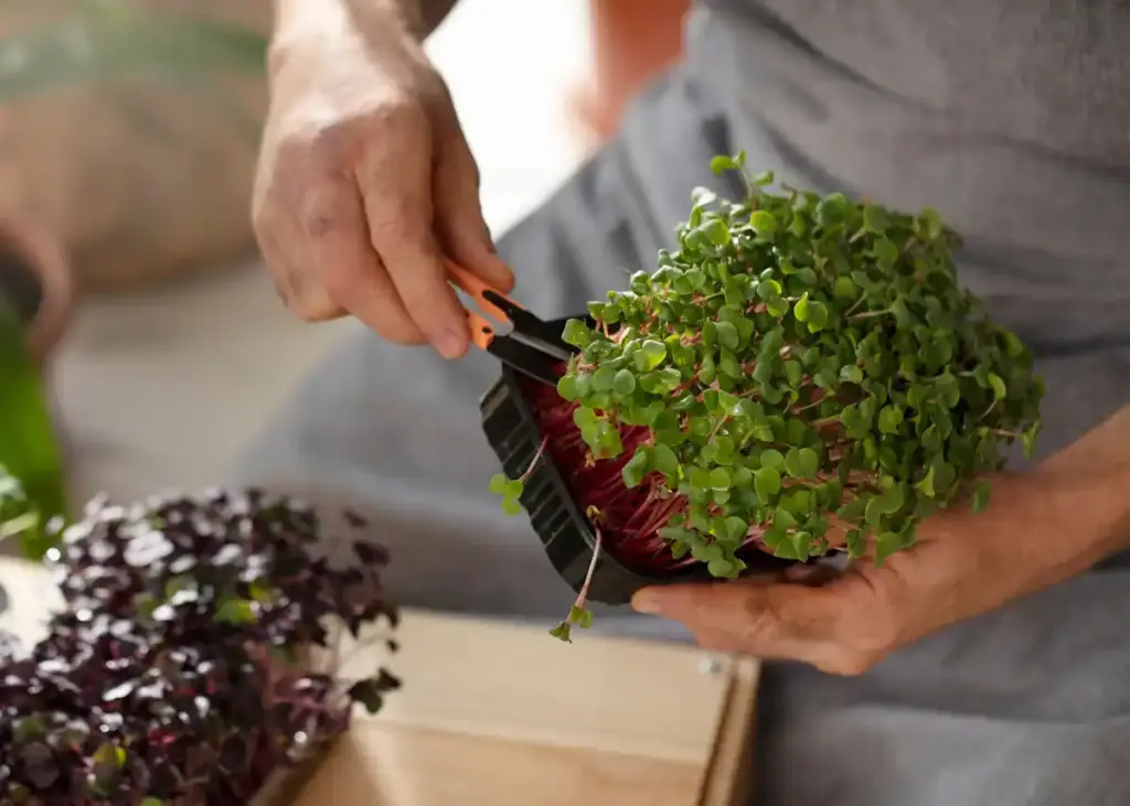 regrowing vegetables kitchen Dutch style
