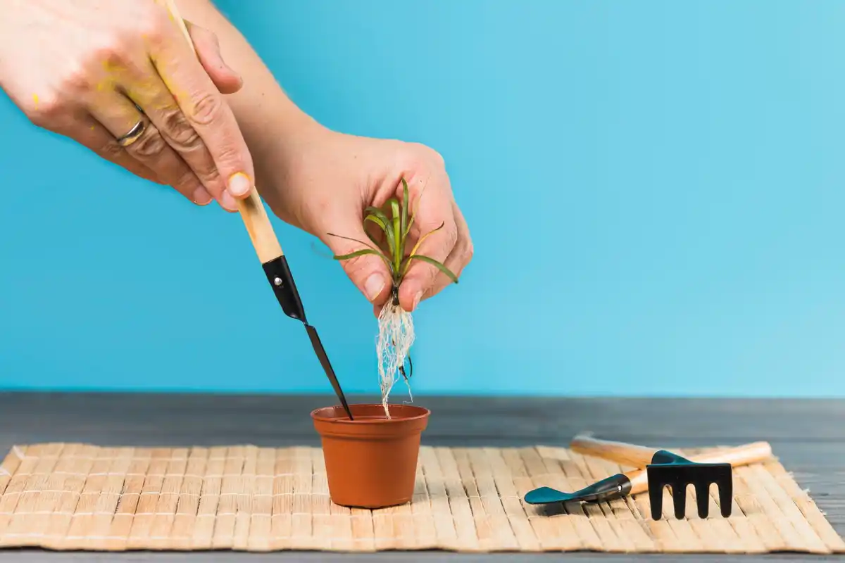 regrowing vegetables at home