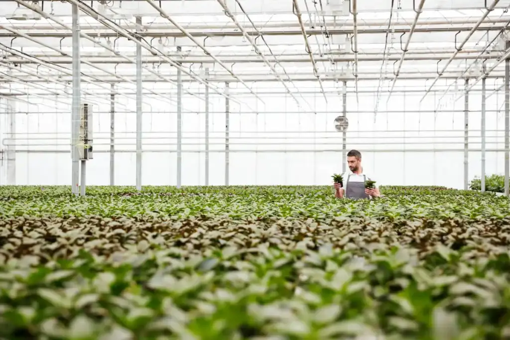 dutch greenhouse tomato plant proper ventilation