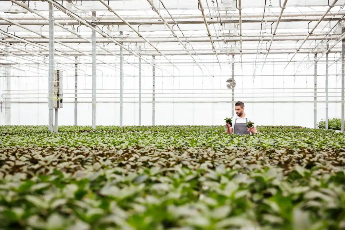 dutch greenhouse tomato plant proper ventilation