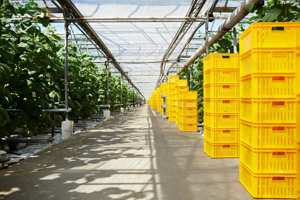 dutch greenhouse tomato ventilation
