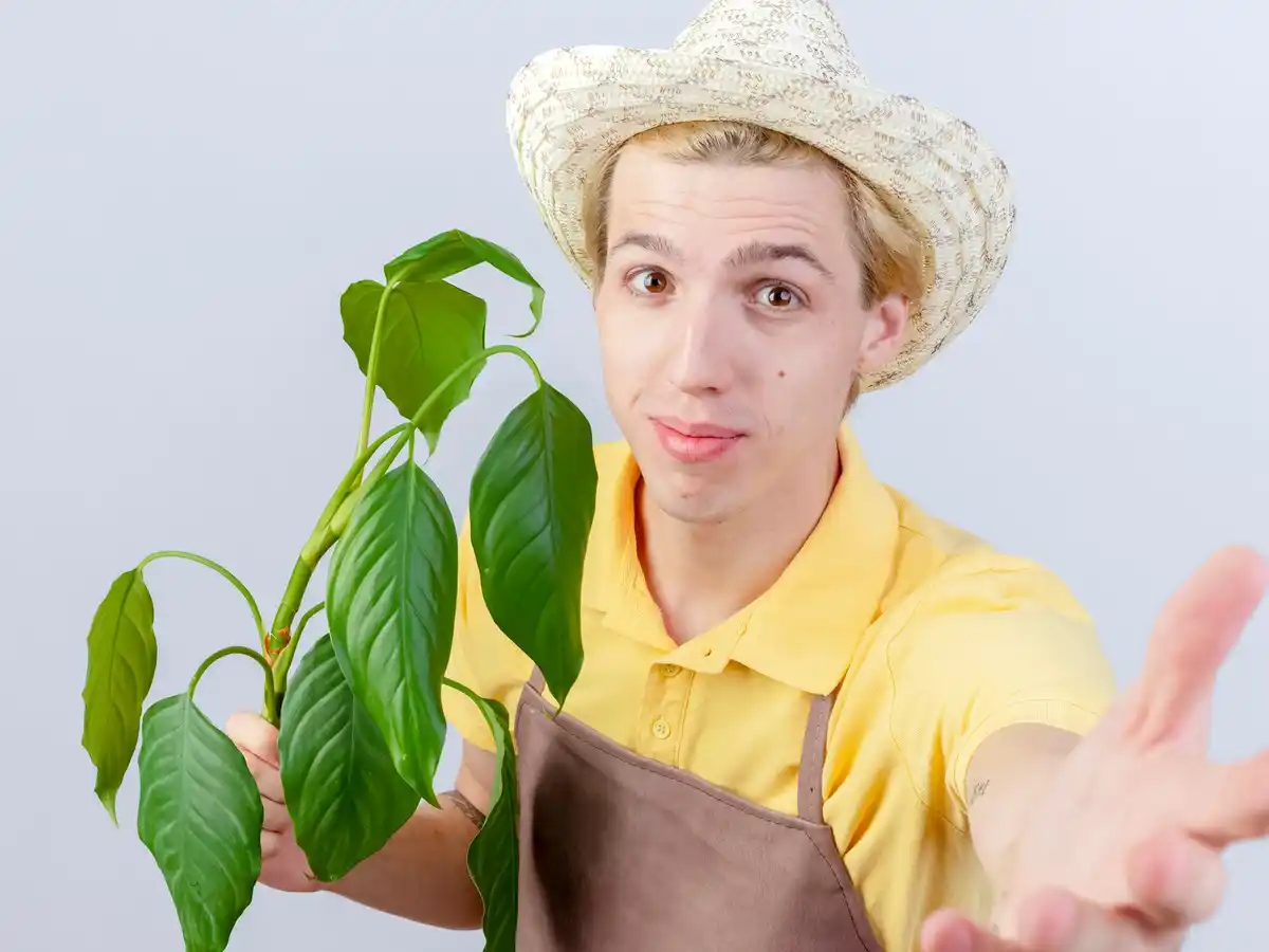 moestuin kas tomaten plant tips ventileren