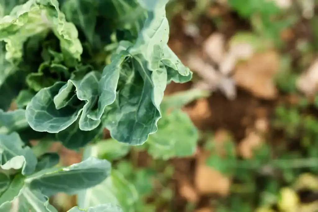 rotting lettuce infection garden close up