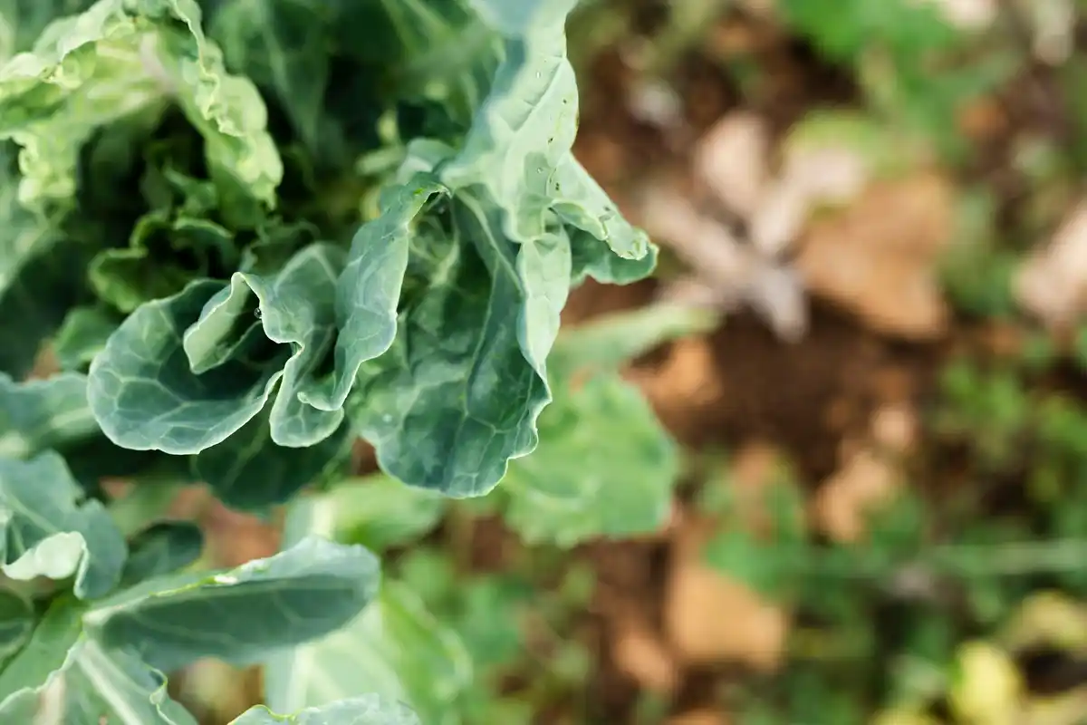 rotting lettuce infection garden close up