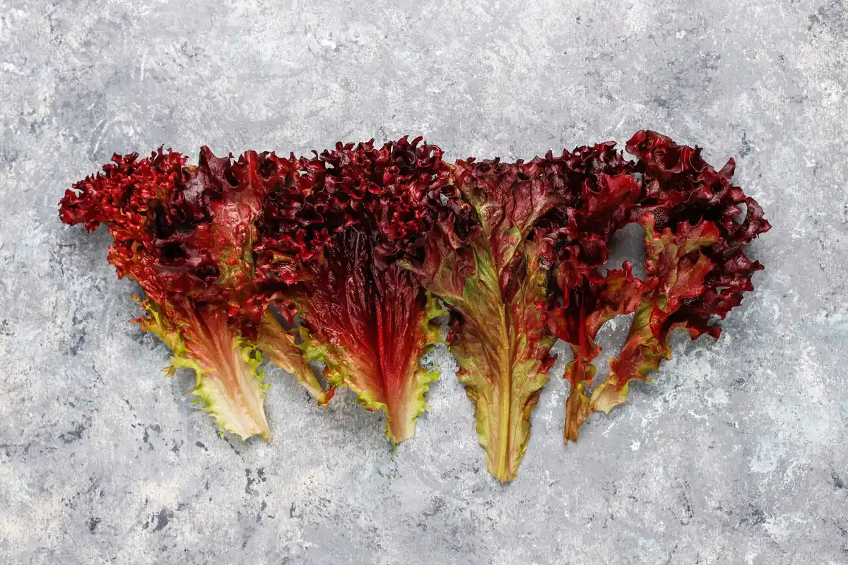 rotting iceberg lettuce garden disease