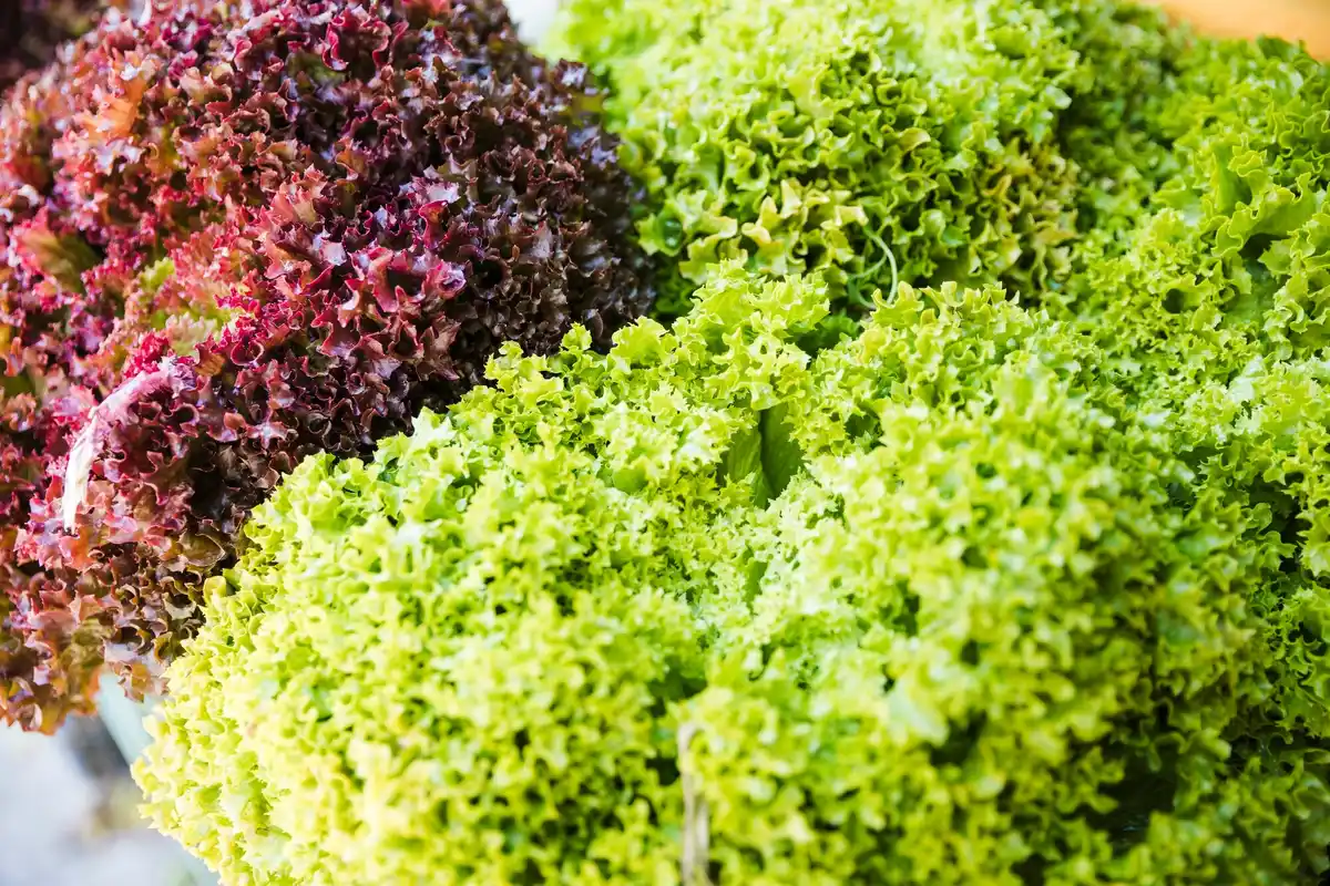 healthy lettuce varieties garden mix