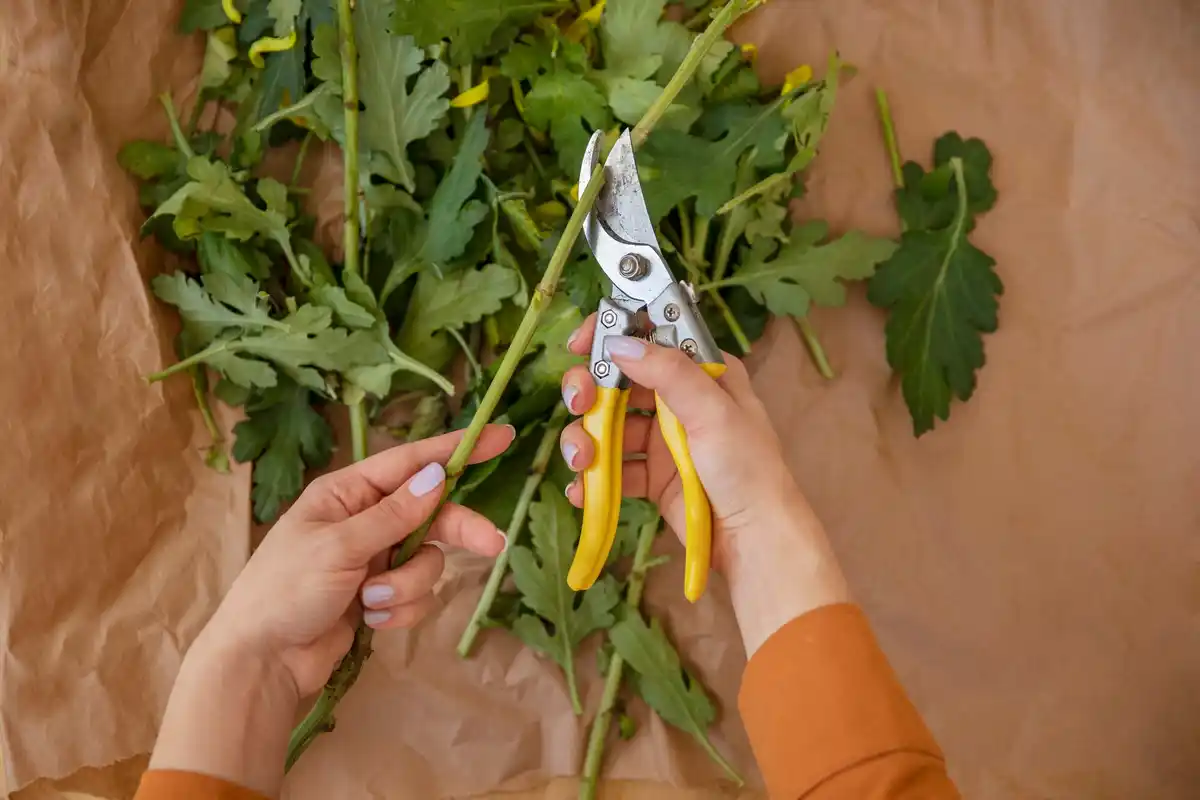 dutch forgotten vegetable seeds garden heritage