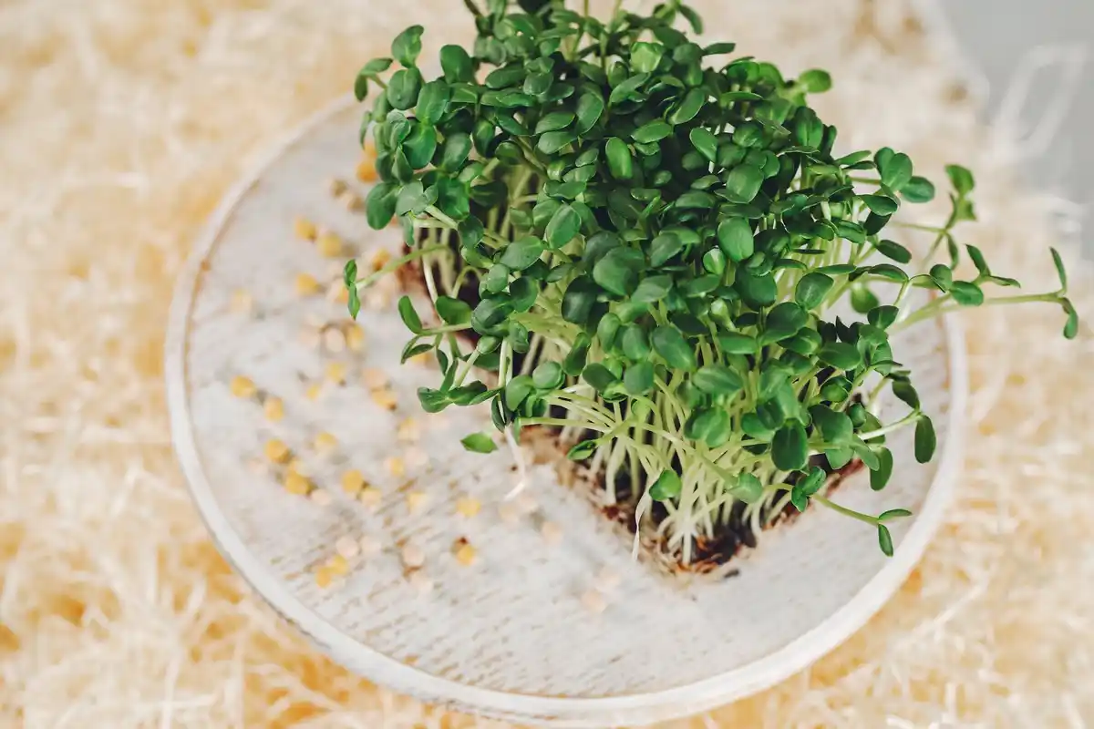 fresh garden cress closeup sprouting window light