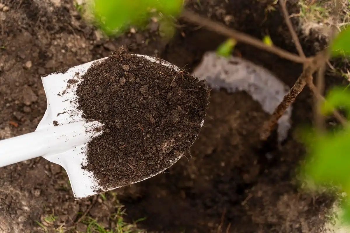 dead garden soil after fertilizer use